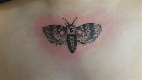 Polilla tattoo | Tatuajes, Catarina, Polilla