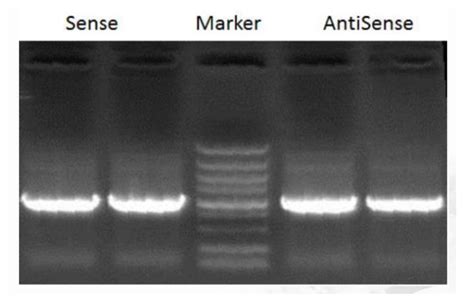 超详细！手把手教你做RNA pull down-技术专题-金开瑞