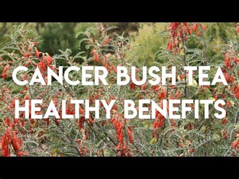 BENEFITS OF DRINKING CANCER BUSH TEA - SUTHERLANDIA FRUTESCENS - YouTube