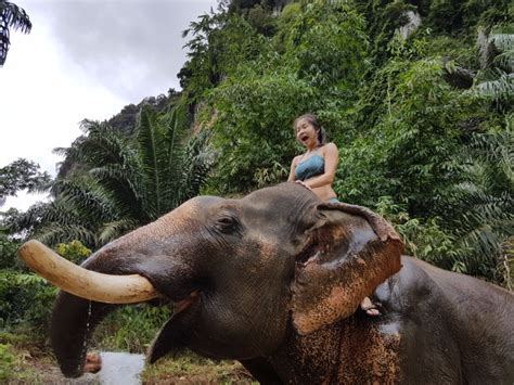 elephant sanctuary khao sok national park thailand happy | Bel Around ...