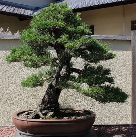 Pinus thunbergii (Japanese Black Pine) – Mount Royal Seeds