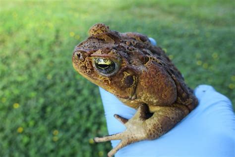 Smithsonian Insider – Discovery: Australia’s invasive cane toads modify their bodies to conquer ...