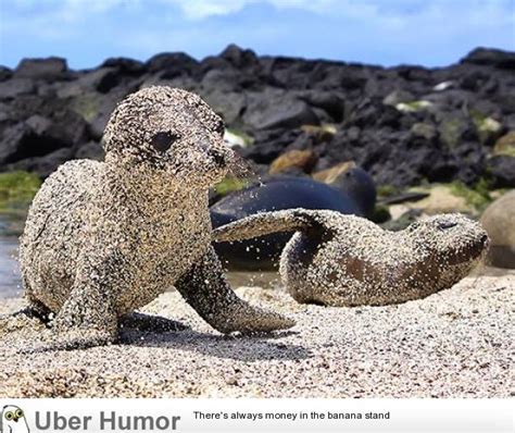 Sea Lion pups roll in sand to protect themselves from the sun | Funny ...