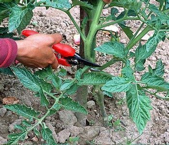 Pruning your Tomato Plants | Plants, Tomato garden, Pruning tomato plants