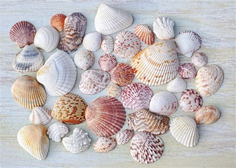 Curious Collectors of Clam Shells; Identification and Interesting Facts ...