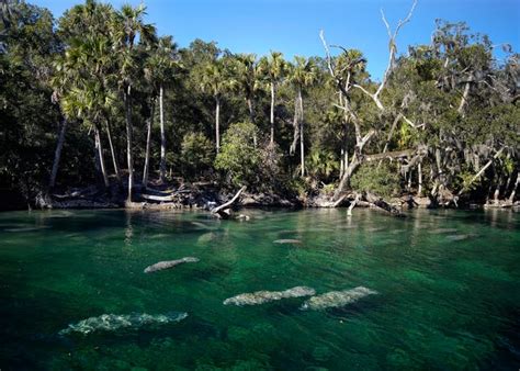 Manatee record set at Volusia's Blue Spring with help of cold weather