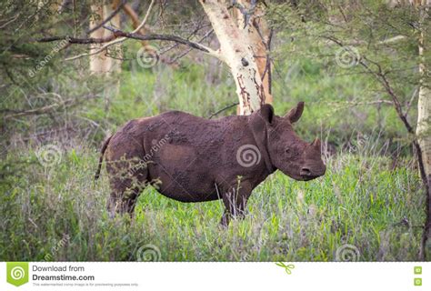 Baby White Rhino in the African Bush Stock Photo - Image of wildlife ...