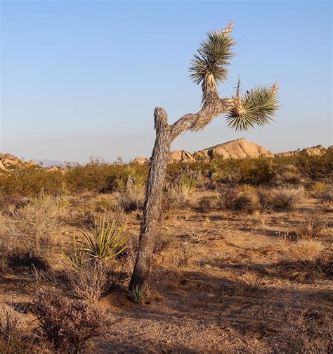 Twentynine Palms, California: Joshua Tree National Park | From One Girl to One World