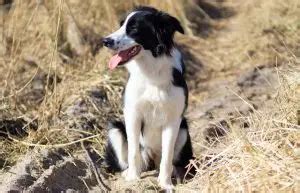 Everything You Need to Know About McNab Border Collie Mix Breed ...