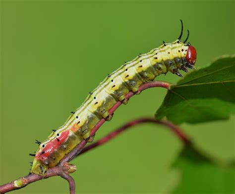 Rosy Maple Moth | Outside My Window