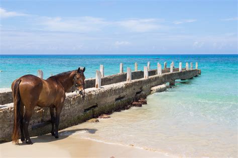 Grand Cayman Excursions to Add to Your Beach Vacation