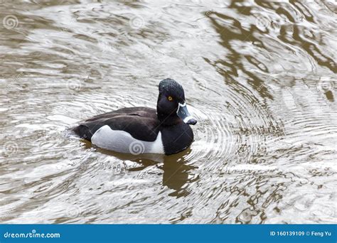 Male Ring necked Duck stock image. Image of canada, anatidae - 160139109