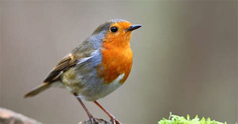 Discover all types of robins