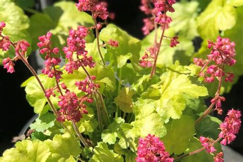 15 Heuchera Varieties That Can Transform Your Shaded Garden