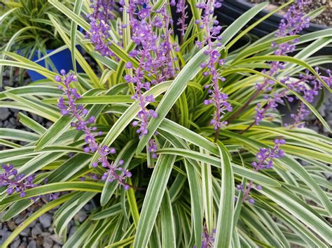 Liriope-variegata - Gasper Landscape Design & Construction