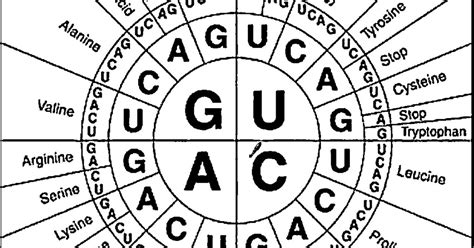 ESL Biology 2015-2016: Codon Chart