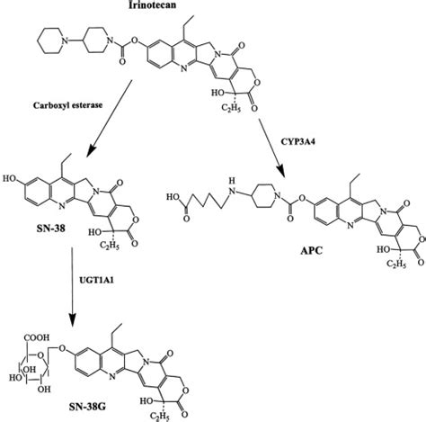 Topoisomerase 1 Inhibitors and Cancer Therapy | Oncohema Key