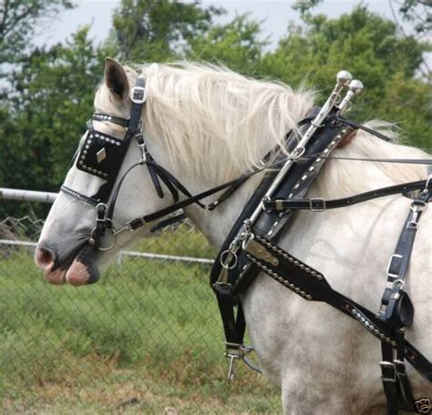 Amish made biothane - beta diamond horse drawn parade harness complete | eBay