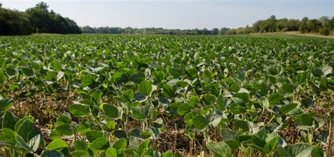 Choosing the best soybean varieties for your field | UMN Extension