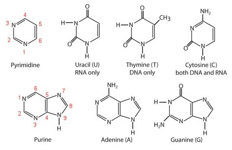 Nucleotide Chemical Structure