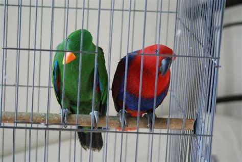 Eclectus Parrots - Breeding Pr by Delia67 on DeviantArt