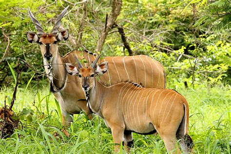 World Wildlife Day in The Gambia | 20 Stunning Photographs