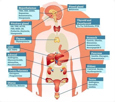 Hormones In The Body And Their Functions