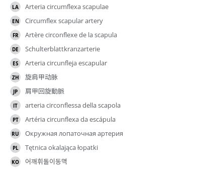 Circumflex scapular artery - vet-Anatomy - IMAIOS