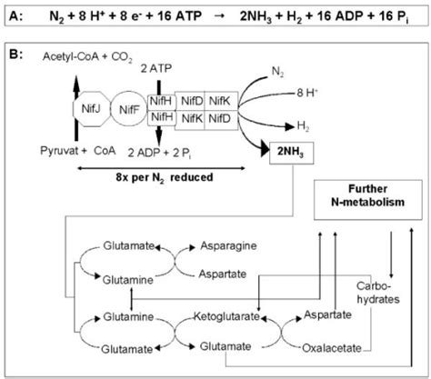 Reaction and molecular mechanism of biological nitrogen | Open-i