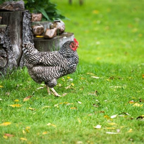 Raising Dominique Chickens - Breed Facts - ChickenCoopGuides.com