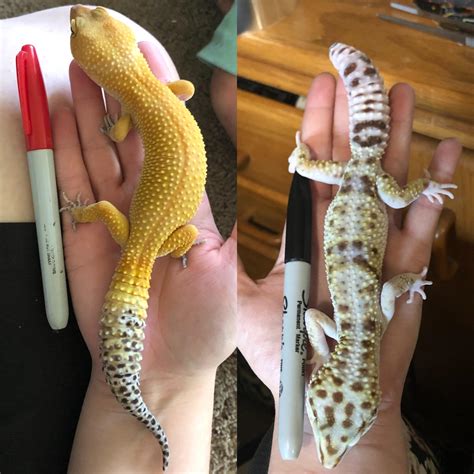 Size Comparison Between a Large Leopard Gecko and a Small Iraqi Eyelid Gecko! : r/leopardgeckos