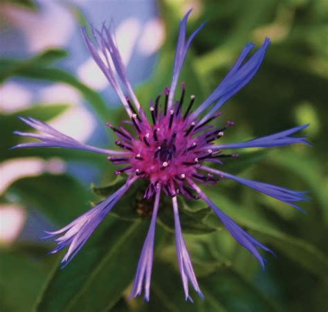 Centaurea montana 'Blue' | Bachelor's Button-Perennial | Kings Garden Center