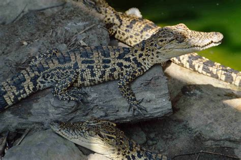 Siamese crocodile hatchlings | Siamese crocodile hatchlings,… | Flickr ...