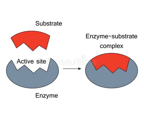 Enzyme. synthesis stock vector. Illustration of enzymes - 89995773