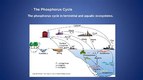 Unit 4 Nutrient Cycles in marine ecosystems Magnesium