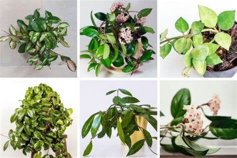 50 Beautiful Hoya Varieties (Pictures, Types & Care Tips) - Smart ...