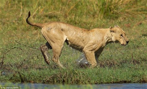 Foto Sangat Langka "Pertarungan Buaya Vs Singa" | wisbenbae