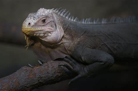 Premium Photo | Lesser antillean iguana