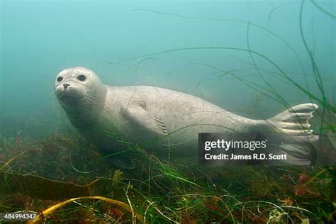 4,043 Harbor Seal Stock Photos, High-Res Pictures, and Images - Getty ...