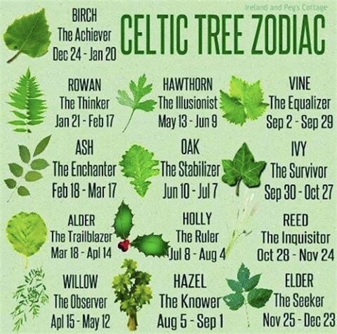 Tree zodiac | Celtic zodiac, Celtic tree astrology, Celtic astrology