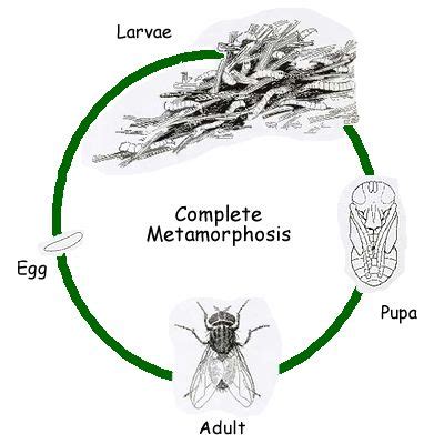 The Types and Stages of Insect Metamorphosis