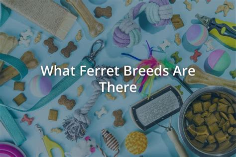 What Ferret Breeds Are There - Pets Encyclopedia