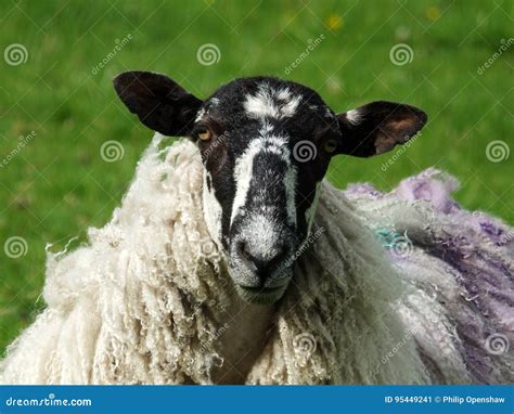 Black faced sheep stock image. Image of black, ribs, four - 95449241