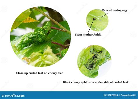 Black Aphids Cherry Colony on Curled Leaves on Sweet Cherry Tree Caused ...