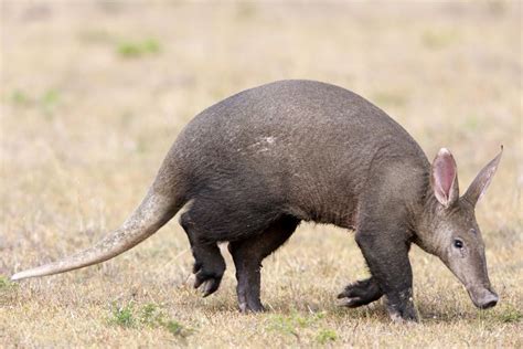 Animal That Looks Like An Anteater - Disa