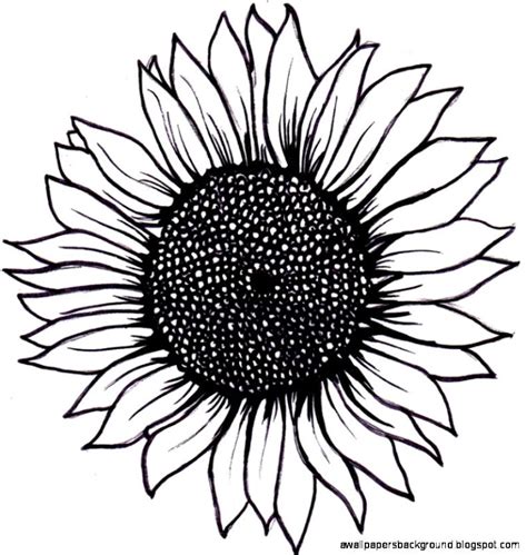 Black And White Sunflower Drawing at GetDrawings | Free download