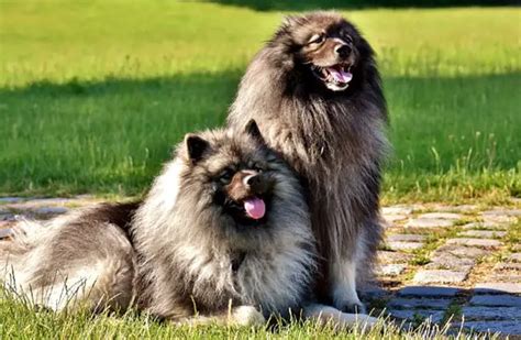 Keeshond - Description, Energy Level, Health, Interesting Facts