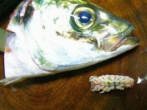 Cymothoa exigua - weird parasite (16 pics)