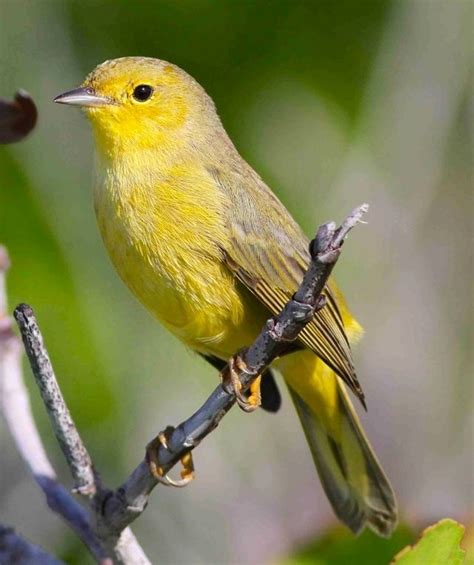 Female Yellow Warbler (Setophaga petechia) | Backyard birds, Beautiful ...