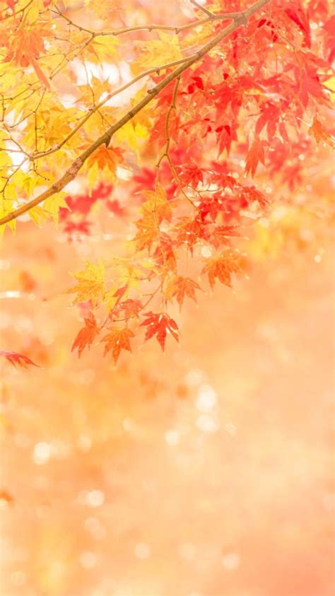 fall wallpaper,orange,red,tree,yellow,leaf (#57902) - WallpaperUse